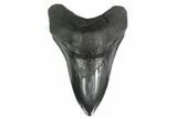 Fossil Megalodon Tooth - South Carolina #137073-1